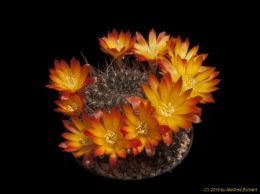 Rebutia margarethae J161 2319